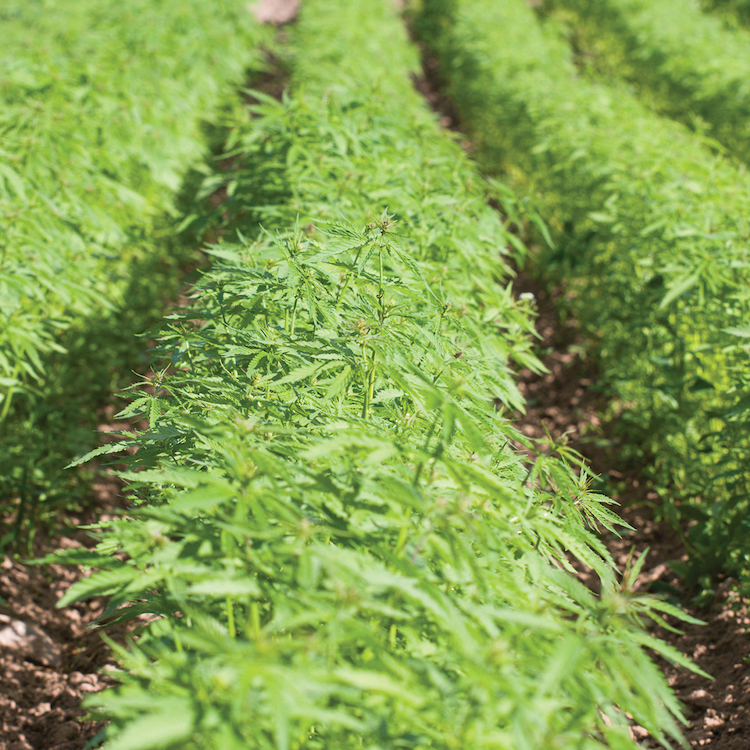 Georgia legalizes hemp farming